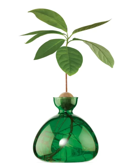 Avocado Vase Emerald Green von Ilex Studio