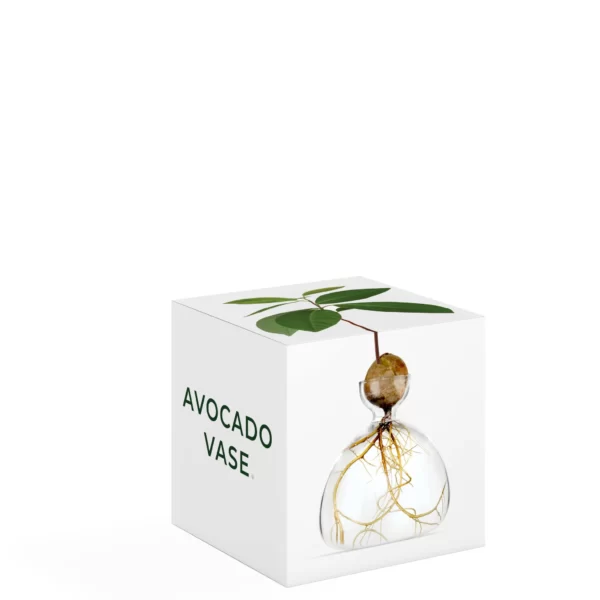 Avocado Vase Clear von Ilex Studio